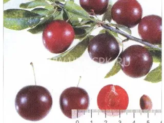 Сорт алычи Пионерка