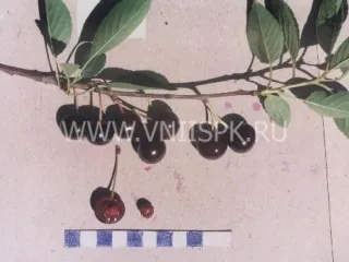 Сорт вишни Финаевская
