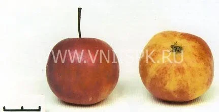 Сорт яблони Алтайское Бархатное 0