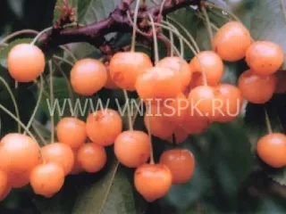 Сорт черешни Рондо