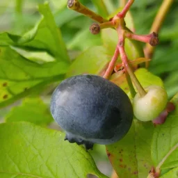 Сорт голубики Патриот 3
