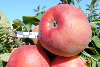 Сорт яблони Орловская Есения 0