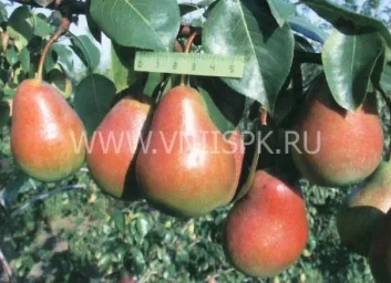 Сорт груши Ника (Груша) 0