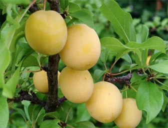 Сорт алычи Злато скифов 0
