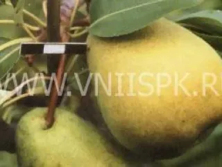 Сорт груши Есенинская