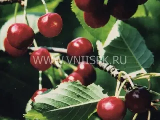 Сорт черешни Слава Жукова