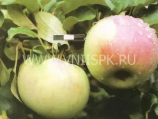 Сорт яблони Здоровье