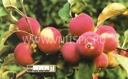Сорт яблони Алтайское Румяное 0