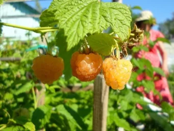 Сорт малины Золотые купола 0