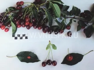 Сорт вишни Лебедянская