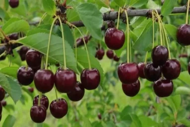 Сорт вишни Ровесница (Вишня) 0