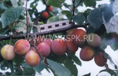 Сорт сливы домашней Казанская 0