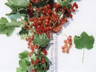 Сорт смородины красной Кремовая