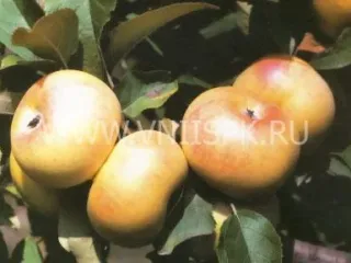 Сорт яблони Ренет Шампанский (Ренет Бумажный, Ренет Бесподобный, Бумажный Ренет)