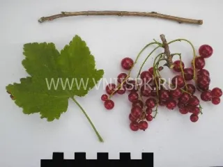 Сорт смородины красной Лидер