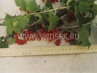 Сорт смородины красной Алая Зорька