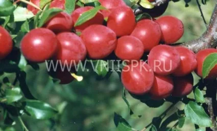 Сорт алычи Июльская Роза (Июньская Роза, Комета Ранняя) 0