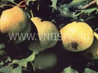 Сорт груши Бере Зимняя Мичурина