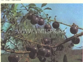 Сорт алычи Кремень