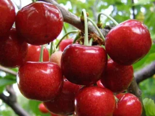 Сорт черешни Василиса