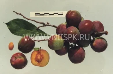 Сорт сливы китайской Орловский Сувенир 0
