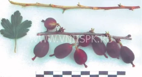 Сорт крыжовника Черный Черкашина 0