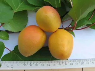 Сорт абрикоса Альянс