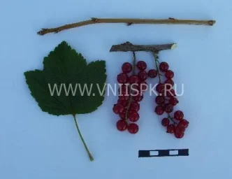 Сорт смородины красной Ранняя Сладкая 0