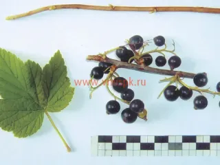 Сорт смородины черной Сладкоплодная