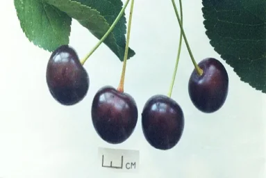 Сорт вишни Причуда 0