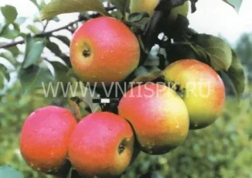Сорт яблони Память Семакину 0
