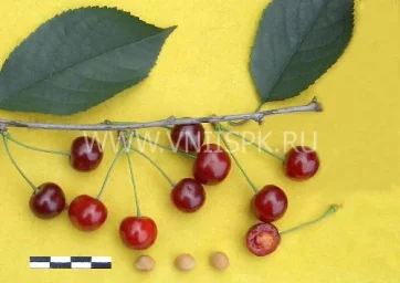Сорт вишни Расторгуевская 0