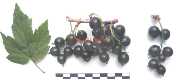 Сорт смородины черной Журавушка 0