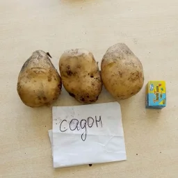 Сорт картофеля Садон 1