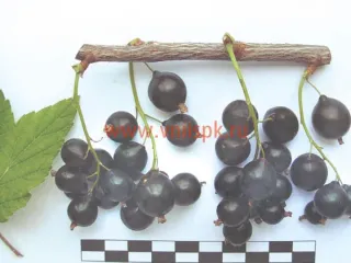 Сорт смородины черной Чёрный Аист