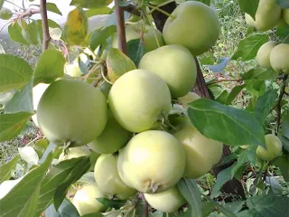 Сорт яблони Свердловчанин