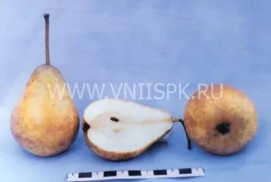 Сорт груши Рекордистка 0