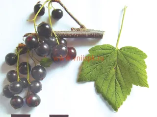 Сорт смородины черной Сюрприз Елсаковой