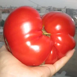 Сорт томата Хлебосольный 2