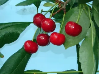 Сорт вишни Кормилица (дюк)