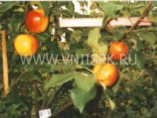 Сорт яблони Рублевое
