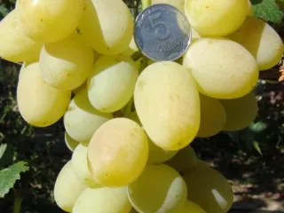 Сорт винограда Ландыш