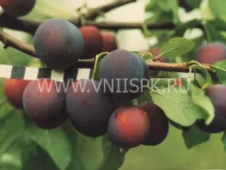 Сорт сливы домашней Этюд