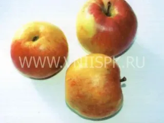 Сорт яблони Румянка Свердловская