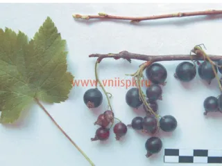 Сорт смородины черной Мюрючана