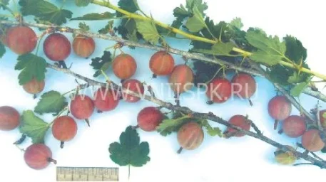 Сорт крыжовника Яркий 0