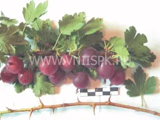 Сорт крыжовника Сливовый