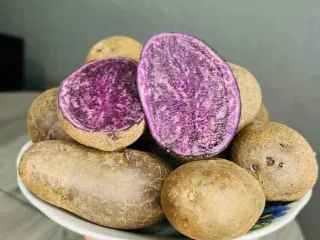 Сорт картофеля Гурман