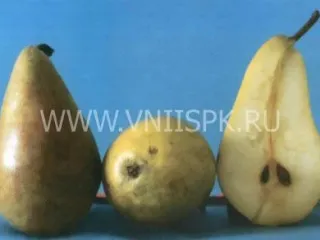 Сорт груши Дево
