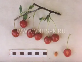 Сорт вишни Шакировская